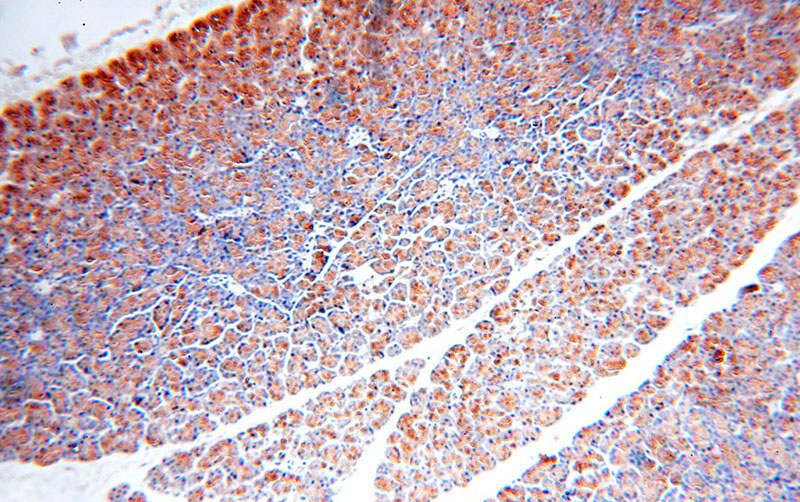 Immunohistochemical of paraffin-embedded human pancreas using Catalog No:108848(CPA2 antibody) at dilution of 1:100 (under 10x lens)
