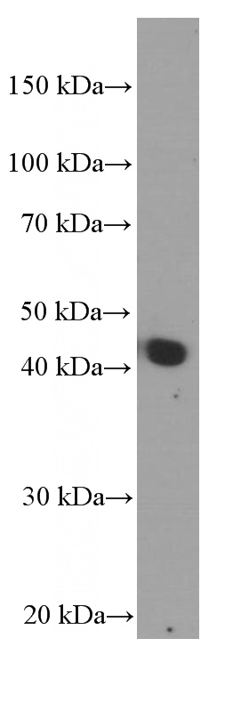 human plasma tissue were subjected to SDS PAGE followed by western blot with Catalog No:107062(APOA4 Antibody) at dilution of 1:4000