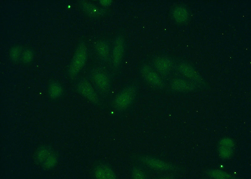 Immunofluorescent analysis of HepG2 cells using Catalog No:114036(POLR1D Antibody) at dilution of 1:50 and Alexa Fluor 488-congugated AffiniPure Goat Anti-Rabbit IgG(H+L)
