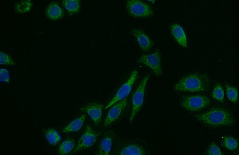 Immunofluorescent analysis of PC-3 cells using Catalog No:112775(NUDT1 Antibody) at dilution of 1:25 and Alexa Fluor 488-congugated AffiniPure Goat Anti-Rabbit IgG(H+L)