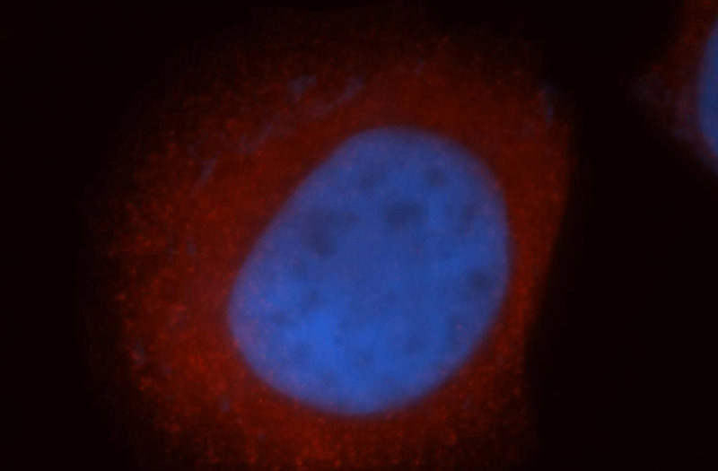 Immunofluorescent analysis of MCF-7 cells, using ISCU antibody Catalog No:111936 at 1:50 dilution and Rhodamine-labeled goat anti-rabbit IgG (red). Blue pseudocolor = DAPI (fluorescent DNA dye).