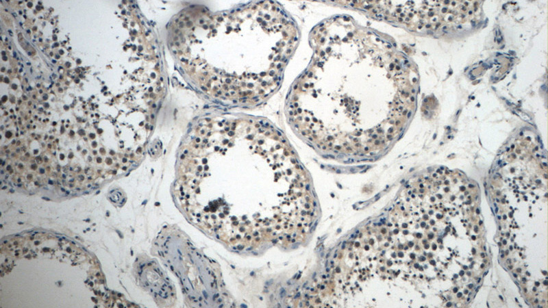 Immunohistochemistry of paraffin-embedded human testis slide using Catalog No:111520(HOMEZ Antibody) at dilution of 1:50