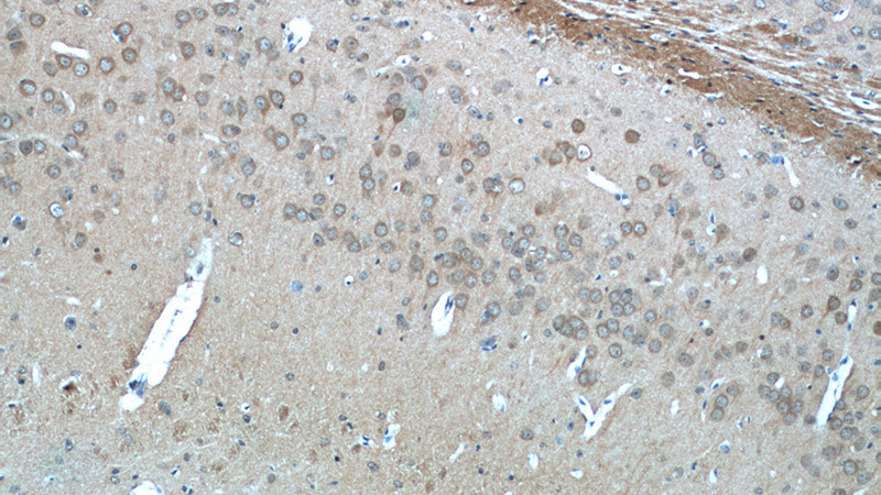Immunohistochemistry of paraffin-embedded mouse brain tissue slide using Catalog No:111113(GPR139-Specific Antibody) at dilution of 1:50 (under 10x lens)