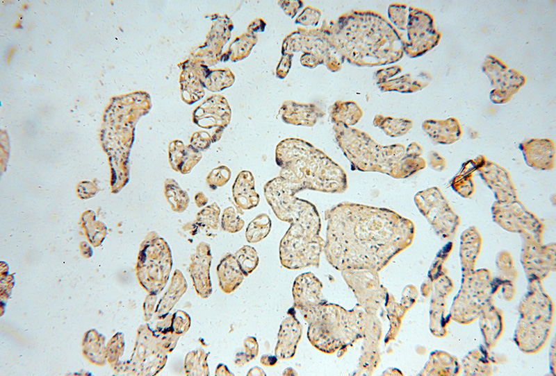 Immunohistochemical of paraffin-embedded human placenta using Catalog No:107330(NRP1 antibody) at dilution of 1:50 (under 10x lens)
