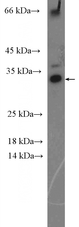 fetal human brain tissue were subjected to SDS PAGE followed by western blot with Catalog No:107848(AHSA2 Antibody) at dilution of 1:300