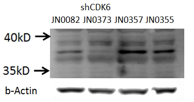 C2C12 cells (shRNA samples) were subjected to SDS PAGE followed by western blot with Catalog No:109165 (CDK6 antibody) at dilution of 1:500. (Data provided by Angran Biotech (www.miRNAlab.com)).