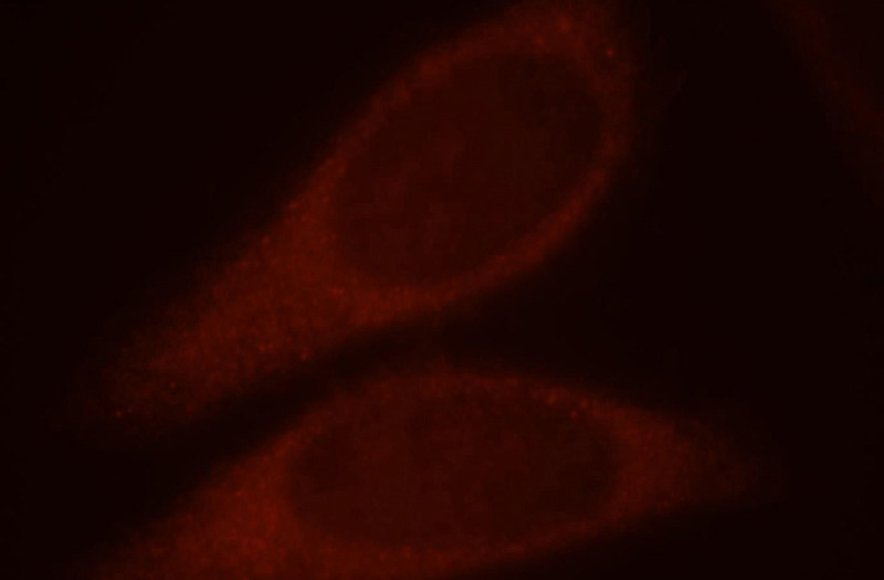Immunofluorescent analysis of HepG2 cells, using PRUNE antibody Catalog No:114283 at 1:25 dilution and Rhodamine-labeled goat anti-rabbit IgG (red).