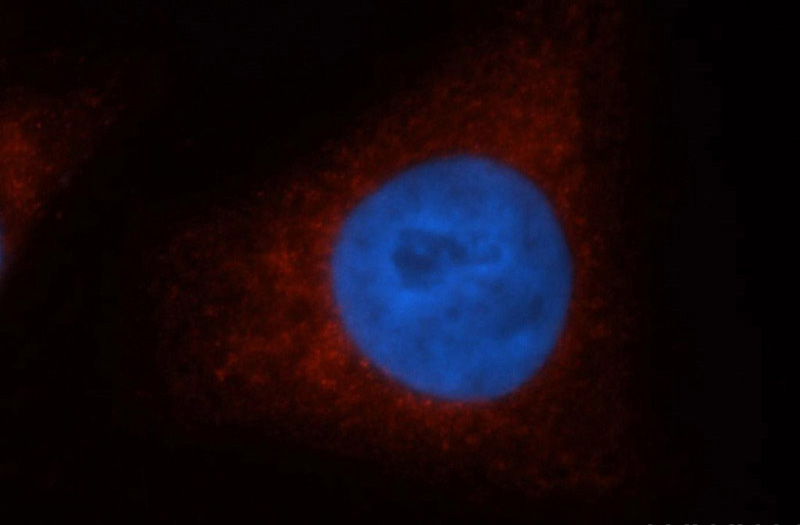 Immunofluorescent analysis of HepG2 cells, using SULT1A1 antibody Catalog No:115825 at 1:50 dilution and Rhodamine-labeled goat anti-rabbit IgG (red). Blue pseudocolor = DAPI (fluorescent DNA dye).
