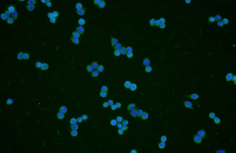 Immunofluorescent analysis of RAW 264.7 cells using Catalog No:114801(RPE Antibody) at dilution of 1:50 and Alexa Fluor 488-congugated AffiniPure Goat Anti-Rabbit IgG(H+L)