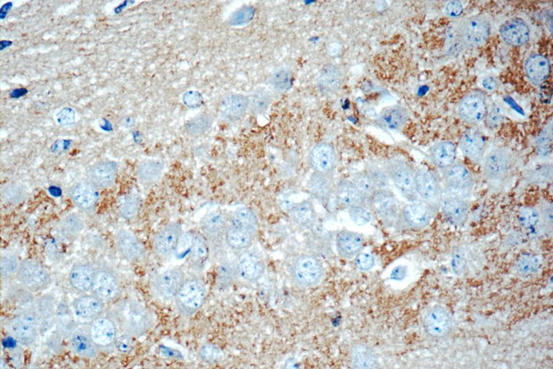 Immunohistochemistry of paraffin-embedded mouse brain tissue slide using Catalog No:115809(STXBP1 Antibody) at dilution of 1:50 (under 40x lens)