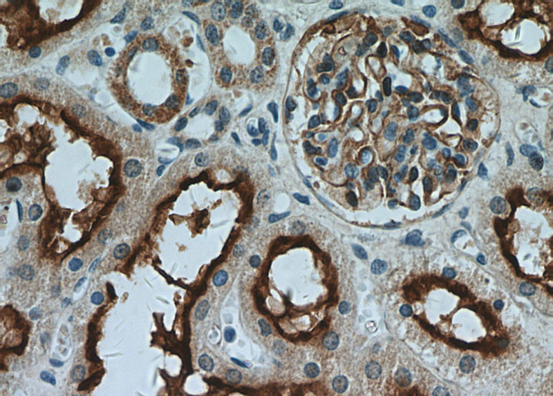 Immunohistochemical of paraffin-embedded human kidney using Catalog No:112693(MME,CD10 antibody) at dilution of 1:50 (under 40x lens)