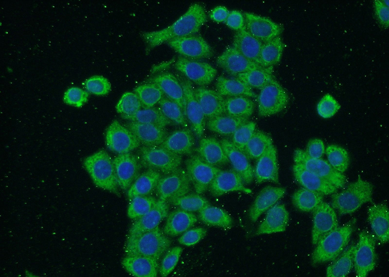 Immunofluorescent analysis of HeLa cells using Catalog No:107058(ANXA5 Antibody) at dilution of 1:50 and Alexa Fluor 488-congugated AffiniPure Goat Anti-Mouse IgG(H+L)