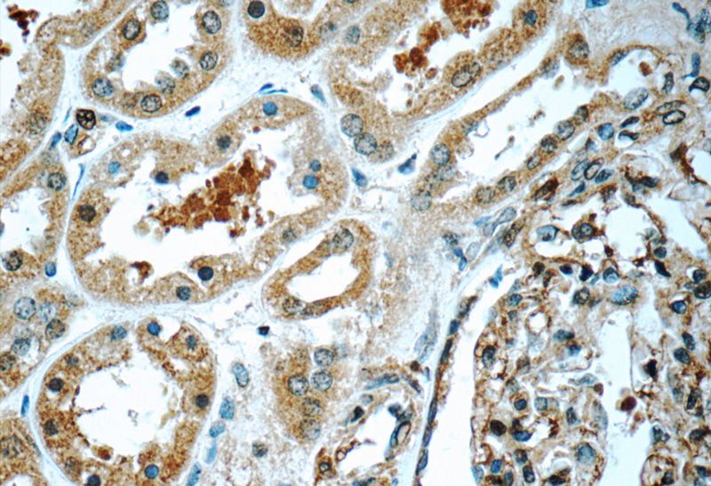 Immunohistochemistry of paraffin-embedded human kidney tissue slide using Catalog No:116343(TRAPPC2L Antibody) at dilution of 1:50 (under 40x lens)