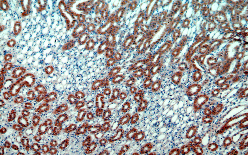 Immunohistochemical of paraffin-embedded human kidney using Catalog No:111349(C11orf73 antibody) at dilution of 1:50 (under 10x lens)