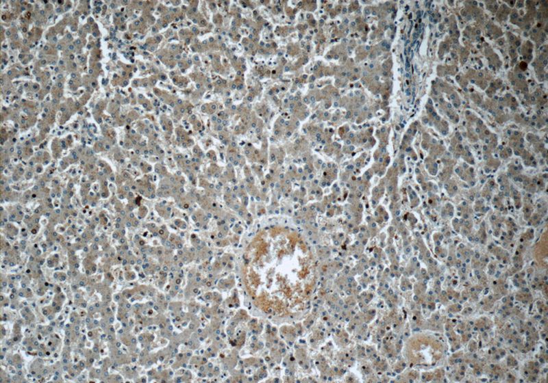 Immunohistochemistry of paraffin-embedded human liver tissue slide using Catalog No:107911(AFMID Antibody) at dilution of 1:50(under 10x lens)