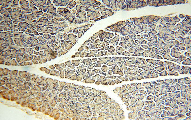 Immunohistochemical of paraffin-embedded human pancreas using Catalog No:117049(ZG16 antibody) at dilution of 1:100 (under 10x lens)