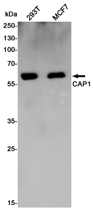 Western blot detection of CAP1 in 293T,MCF7 cell lysates using CAP1 Rabbit pAb(1:1000 diluted).Predicted band size:52KDa.Observed band size:56KDa.