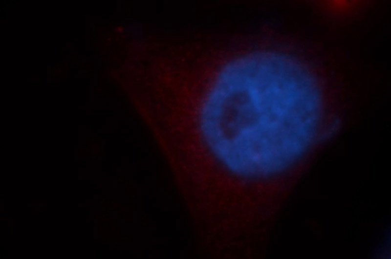 Immunofluorescent analysis of HepG2 cells, using VPS11 antibody Catalog No:116770 at 1:25 dilution and Rhodamine-labeled goat anti-rabbit IgG (red). Blue pseudocolor = DAPI (fluorescent DNA dye).