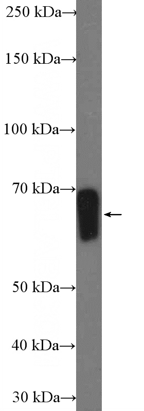 mouse liver tissue were subjected to SDS PAGE followed by western blot with Catalog No:110435(FAAH Antibody) at dilution of 1:600