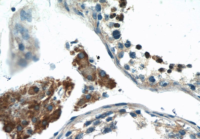 Immunohistochemistry of paraffin-embedded human testis tissue slide using Catalog No:115271(SHE Antibody) at dilution of 1:50 (under 40x lens)