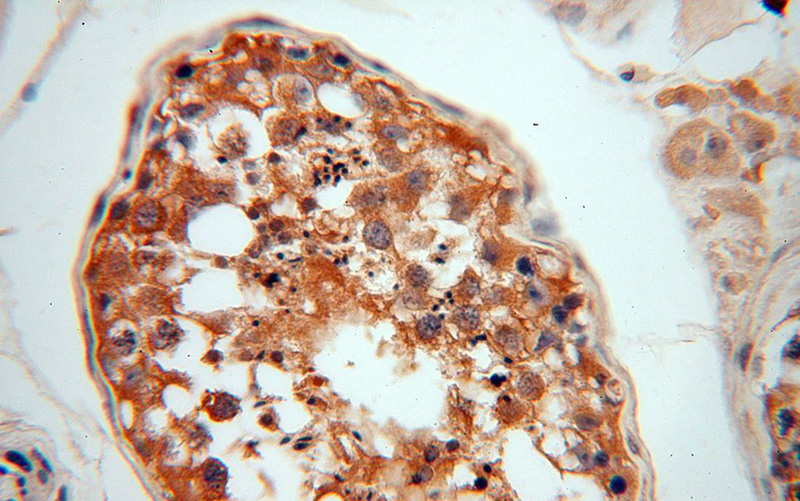 Immunohistochemical of paraffin-embedded human testis using Catalog No:112945(NAP1L1 antibody) at dilution of 1:50 (under 40x lens)