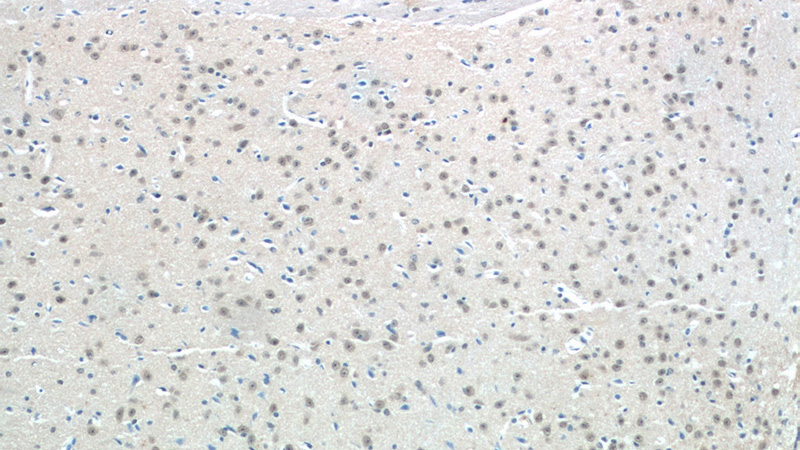 Immunohistochemistry of paraffin-embedded mouse brain tissue slide using Catalog No:108668(C15orf29 Antibody) at dilution of 1:50 (under 10x lens)