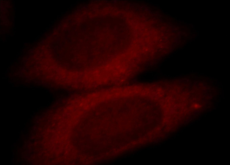 Immunofluorescent analysis of HepG2 cells, using GLRX antibody Catalog No:111034 at 1:25 dilution and Rhodamine-labeled goat anti-rabbit IgG (red).