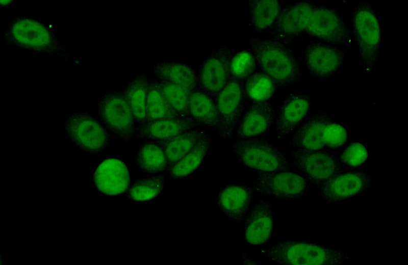 Immunofluorescent analysis of (10% Formaldehyde) fixed HepG2 cells using Catalog No:110883(GATA5 Antibody) at dilution of 1:50 and Alexa Fluor 488-congugated AffiniPure Goat Anti-Rabbit IgG(H+L)