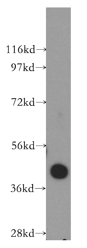 U-937 cells were subjected to SDS PAGE followed by western blot with Catalog No:114483(RASSF6 antibody) at dilution of 1:500