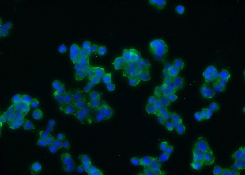 Immunofluorescent analysis of PC-12 cells using Catalog No:108172(ARRDC3 Antibody) at dilution of 1:25 and Alexa Fluor 488-congugated AffiniPure Goat Anti-Rabbit IgG(H+L)