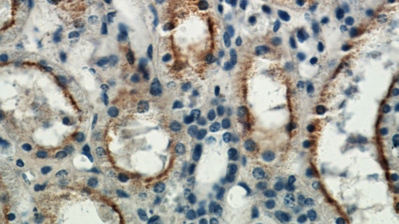 Immunohistochemical of paraffin-embedded human kidney using Catalog No:116406(TRPC4 antibody) at dilution of 1:50 (under 40x lens)