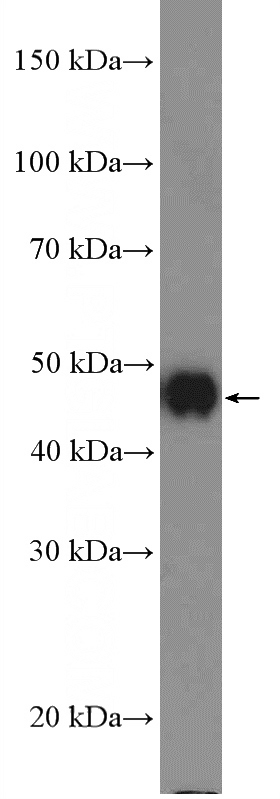 A431 cells were subjected to SDS PAGE followed by western blot with Catalog No:109798(KRT17-Specific Antibody) at dilution of 1:1000