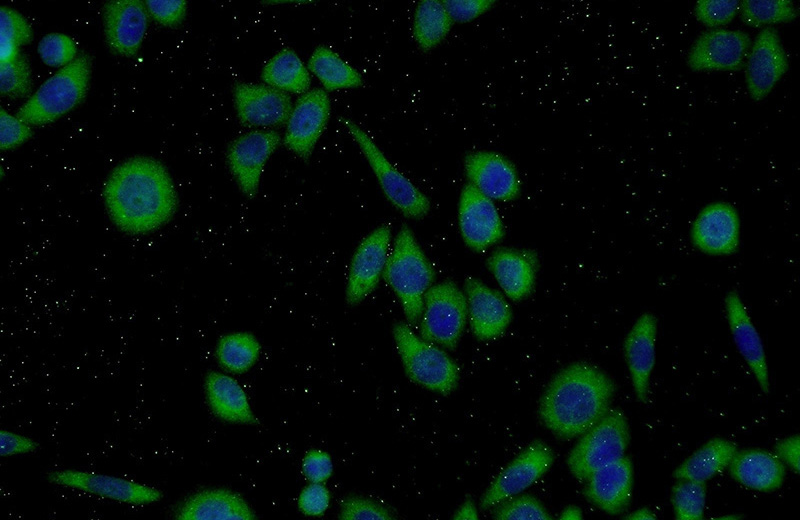 Immunofluorescent analysis of L02 cells using Catalog No:110295(ECM2 Antibody) at dilution of 1:50 and Alexa Fluor 488-congugated AffiniPure Goat Anti-Rabbit IgG(H+L)