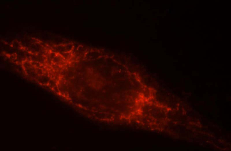 Immunofluorescent analysis of Hela cells, using NDUFV2 antibody Catalog No:113087 at 1:25 dilution and Rhodamine-labeled goat anti-rabbit IgG (red).