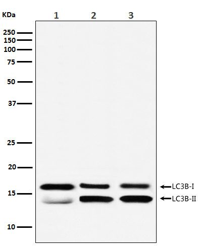 Western blot analysis of LC3B expression in (1) Human brain lysate; (2) RAW 264.7 cell lysate; (3) C6 cell lysate.