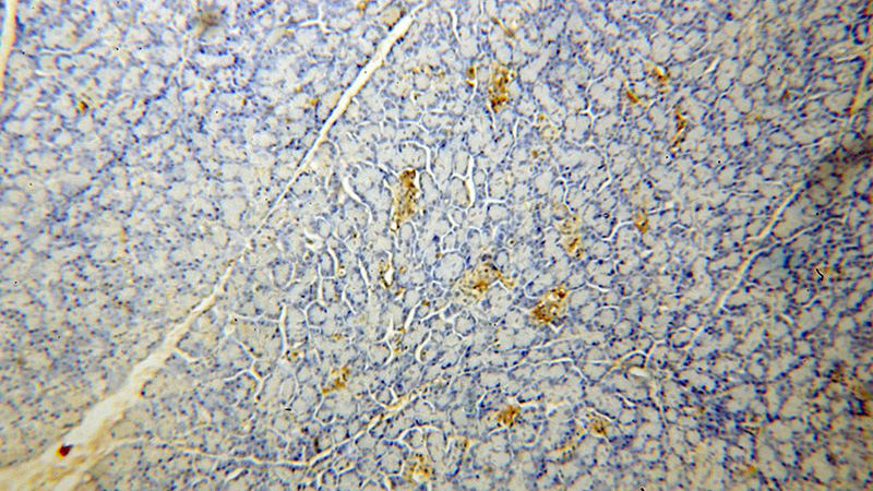 Immunohistochemical of paraffin-embedded human pancreas using Catalog No:110368(ERO1L antibody) at dilution of 1:50 (under 10x lens)