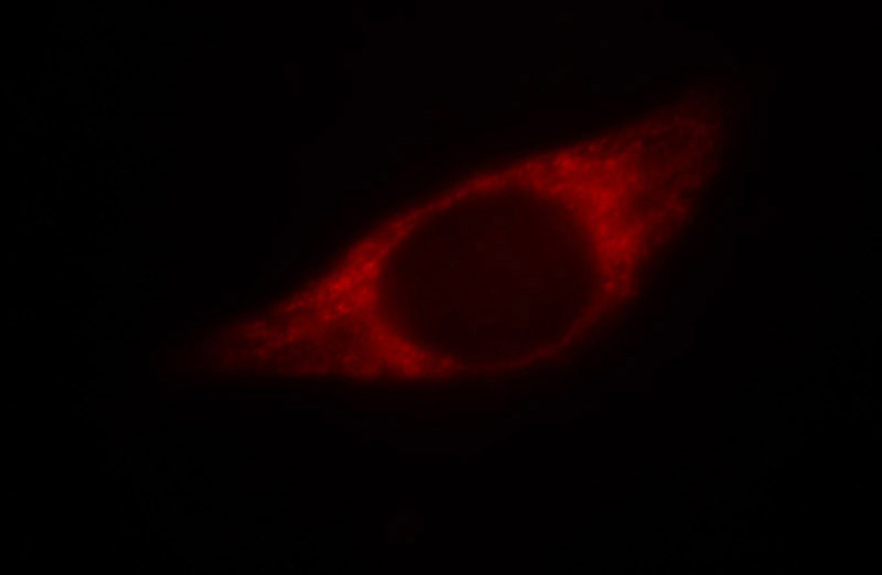 Immunofluorescent analysis of MCF-7 cells, using PHB antibody Catalog No: at 1:25 dilution and Rhodamine-labeled goat anti-mouse IgG (red).