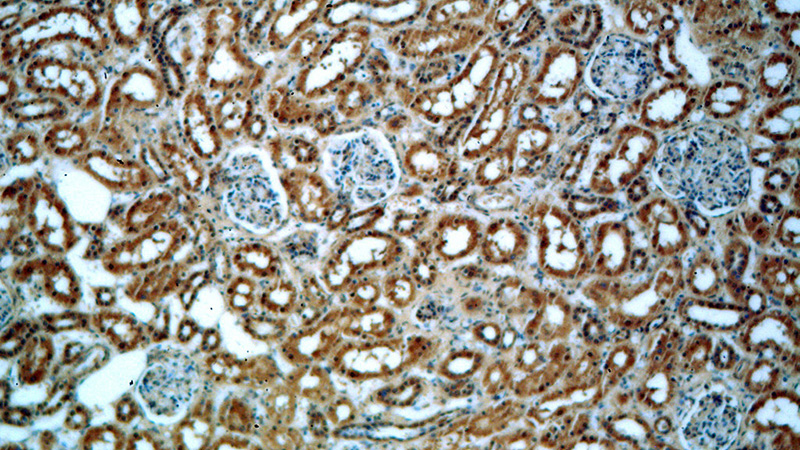 Immunohistochemical of paraffin-embedded human kidney using Catalog No:111396(HECTD1 antibody) at dilution of 1:50 (under 10x lens)