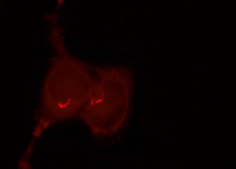 Immunofluorescent analysis of HEK-293 cells using Catalog No:111072(GPR107 Antibody) at dilution of 1:25 and Rhodamine-Goat anti-Rabbit IgG