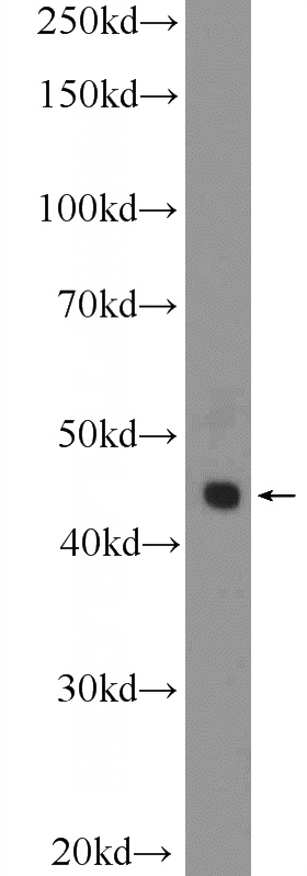 U-937 cells were subjected to SDS PAGE followed by western blot with Catalog No:110838(LGALS9, Galectin-9 Antibody) at dilution of 1:600