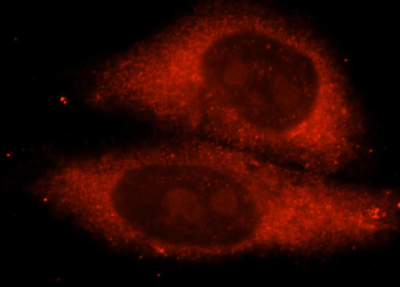 Immunofluorescent analysis of HepG2 cells, using METTL5 antibody Catalog No:112520 at 1:25 dilution and Rhodamine-labeled goat anti-rabbit IgG (red).