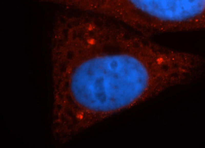 Immunofluorescent analysis of HepG2 cells, using CSNK1D antibody Catalog No:108865 at 1:50 dilution and Rhodamine-labeled goat anti-rabbit IgG (red). Blue pseudocolor = DAPI (fluorescent DNA dye).
