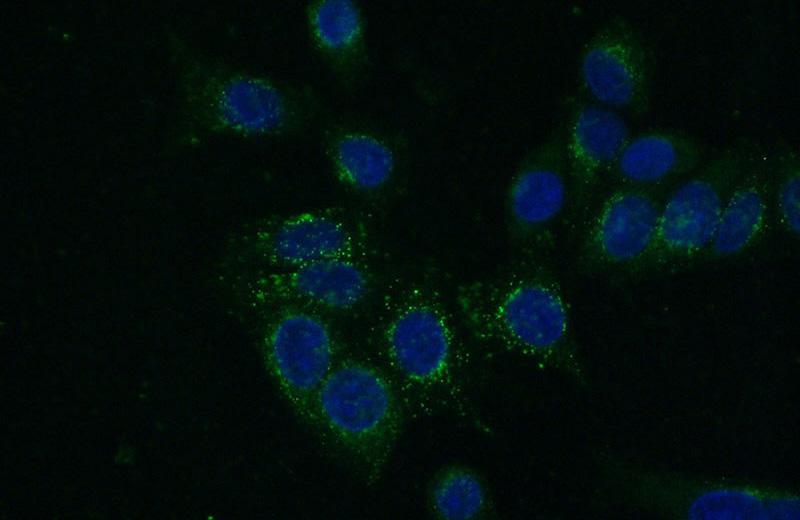 Immunofluorescent analysis of (-20oc Ethanol) fixed HeLa cells using Catalog No:107636(TRAF3 Antibody) at dilution of 1:100 and Alexa Fluor 488-congugated AffiniPure Goat Anti-Mouse IgG(H+L)