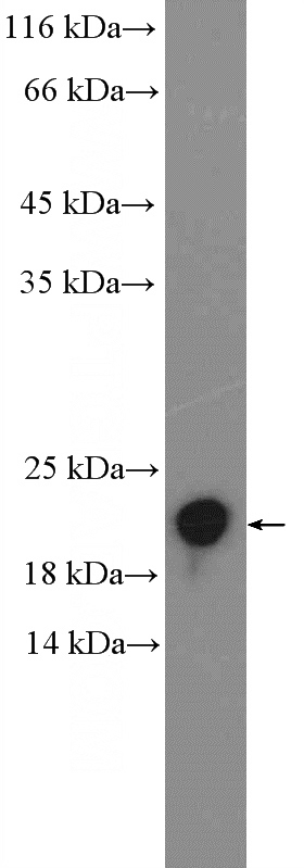 MCF-7 cells were subjected to SDS PAGE followed by western blot with Catalog No:114662(RHOG Antibody) at dilution of 1:600