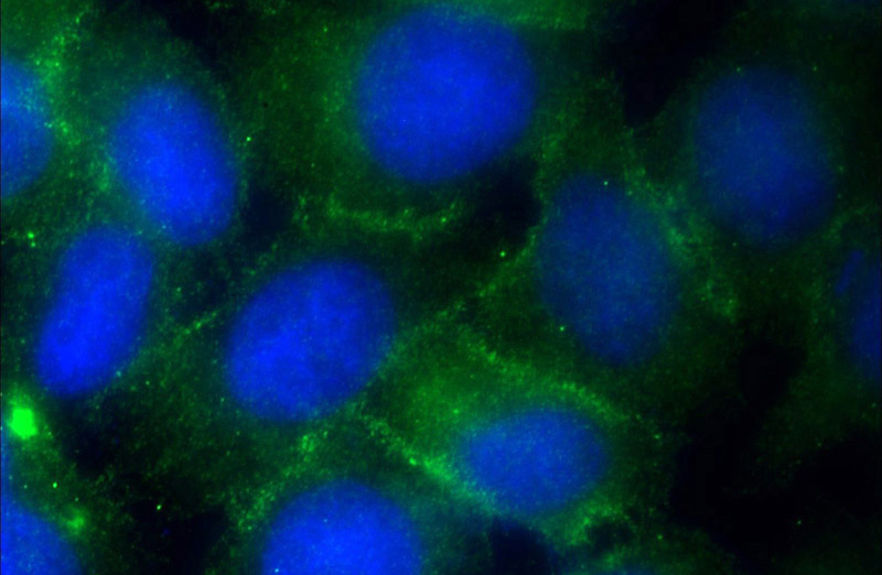 Immunofluorescent analysis of MCF-7 cells using Catalog No:117261(TJP2 Antibody) at dilution of 1:50 and Alexa Fluor 488-congugated AffiniPure Goat Anti-Rabbit IgG(H+L)