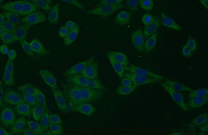 Immunofluorescent analysis of HeLa cells using Catalog No:113109(NELF-A Antibody) at dilution of 1:25 and Alexa Fluor 488-congugated AffiniPure Goat Anti-Rabbit IgG(H+L)