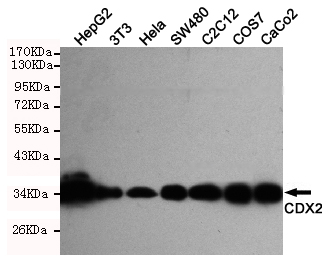 Western blot detection of CDX2 in Hela,Caco2,C2C12,SW480,COS7,HepG2 and 3T3 cell lysates using CDX2 mouse mAb (1:1000 diluted).Predicted band size:34KDa.Observed band size:34KDa.