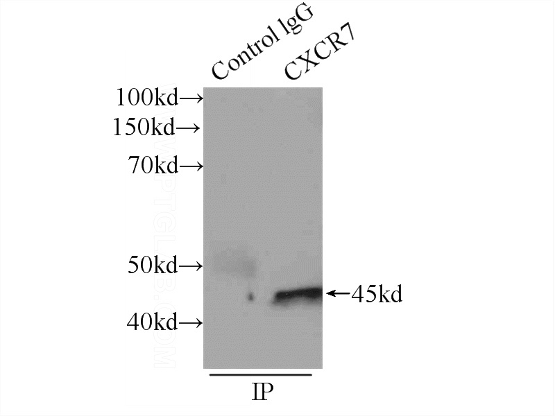 IP Result of anti-CXCR7 (IP:Catalog No:109645, 3ug; Detection:Catalog No:109645 1:500) with HUVEC cells lysate 1400ug.