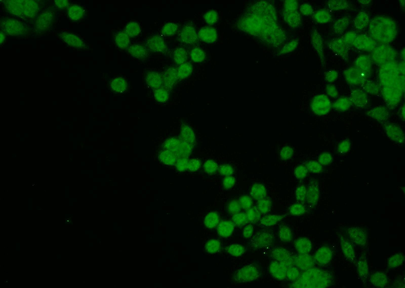 Immunofluorescent analysis of BxPC-3 cells using Catalog No:113110(NELF-B Antibody) at dilution of 1:25 and Alexa Fluor 488-congugated AffiniPure Goat Anti-Rabbit IgG(H+L)
