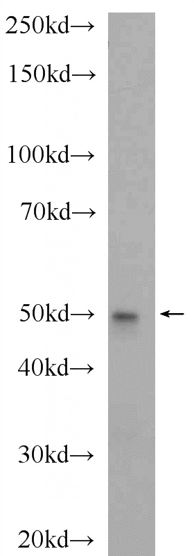 NIH/3T3 cells were subjected to SDS PAGE followed by western blot with Catalog No:109038(C7orf28A Antibody) at dilution of 1:1000